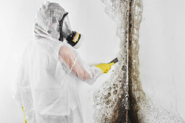 Best Health and Safety Mold Remediation in Plymouth, MI