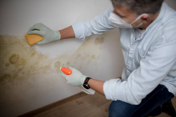Best White Mold Remediation in Plymouth, MI