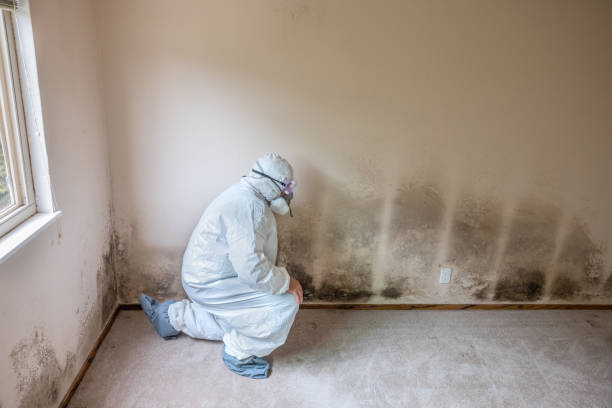 Best Residential Mold Remediation in Plymouth, MI