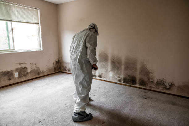 Reliable Plymouth, MI Mold Remediation Solutions